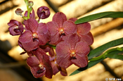 Bräunliche Orchidee auf Orchideenfarm, Ecuador