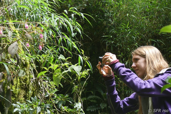 Beim Fotografieren Flora Ecuador