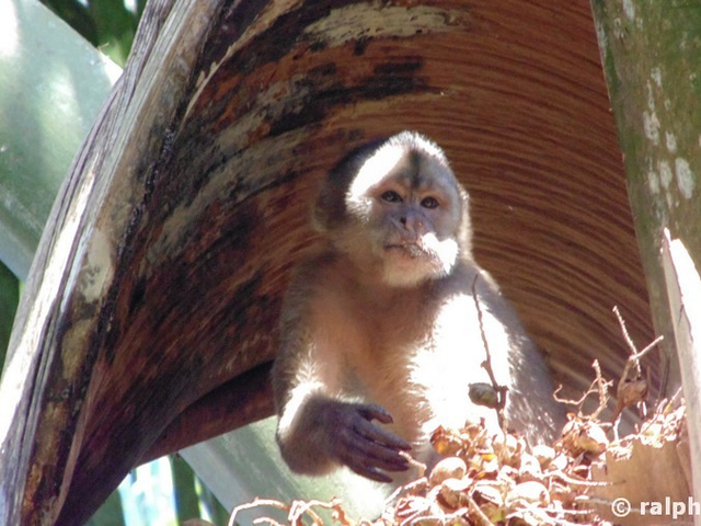 Kapuzineraffe in Ecuador