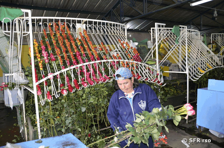 Rosenfarm selektieren, Ecuador
