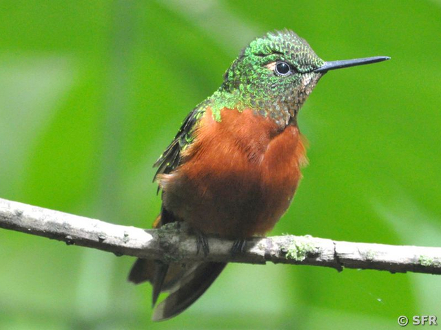 Smaragdkehl-Glanzschwänzchen (tyrian metaltail)