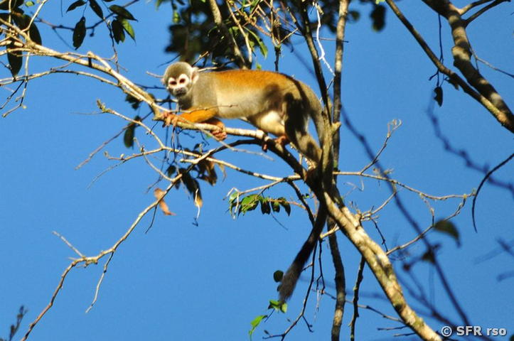 Totenkopfaeffchen auf Baum in Ecuador