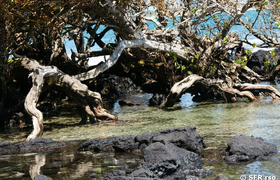 mangrove-traenenmauer-insel-isabela-galapagos