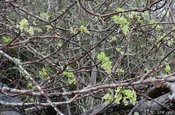 Weihrauchbaum Palo santo Baum neue Blätter Insel San Cristobal Galapagos