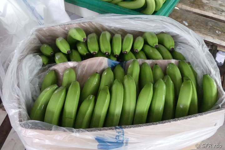 Verpackte Bananenhände in Karton, Ecuador