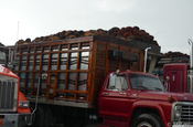 Lastwagen mit Ölpalmen in Ecuador