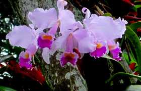 Orchidee Cattleya San Agustin Kolumbien