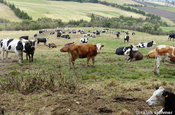 Vieh auf der Weide in der Nähe der Hazienda Guaytara 