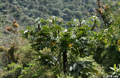 Ameisenbaum Cecropia in Ecuador