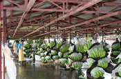 Bananen für Export, Ecuador