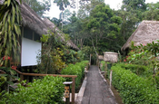 Brettergang Sacha Lodge Ecuador