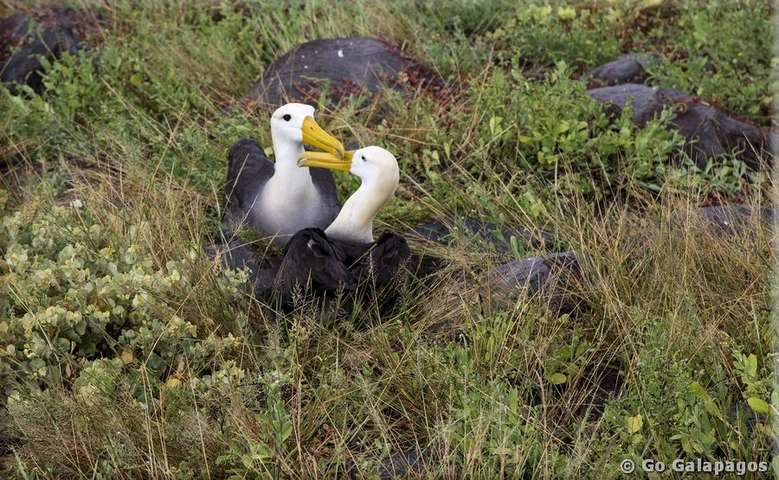Albatros Phoebastria irrorata balzend Insel Espanola Galapagos