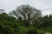 Kapokbaum Ceiba pentandra Insel Isabela Galapagos