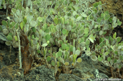 Opuntienkaktus Kaktusfeige Opuntia echios Insel Rabida Galapagos