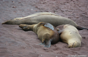 Seelöwe Zalophus wollebaeki relax Sand Galapagos