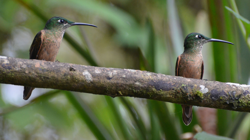 Individualreise Ecuador Kolibris