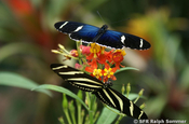 Schmetterlinge, Ecuador