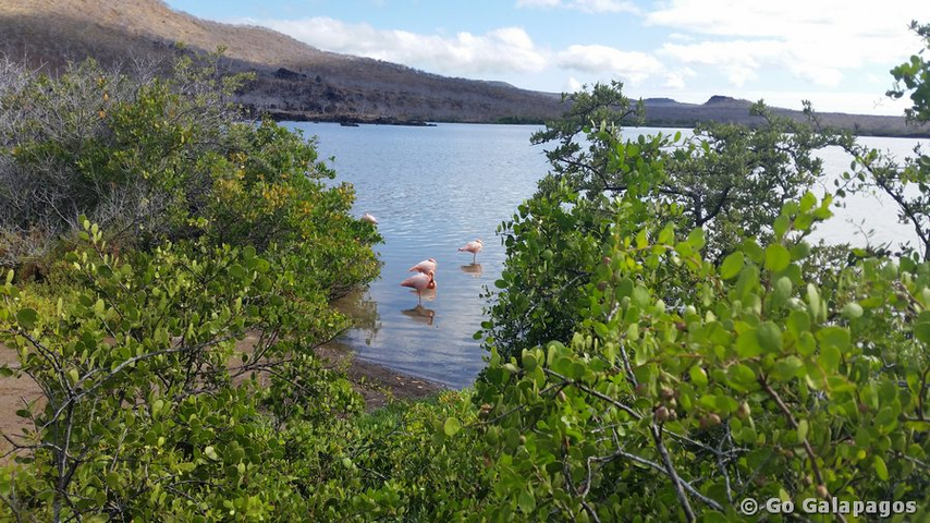 Flamingos auf Floreana, Galapagos