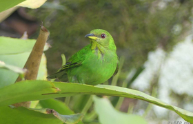 Green honeycreeper