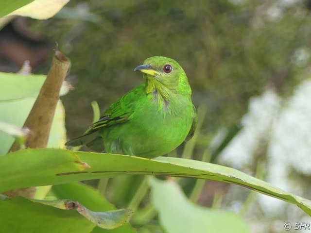 Green honeycreeper
