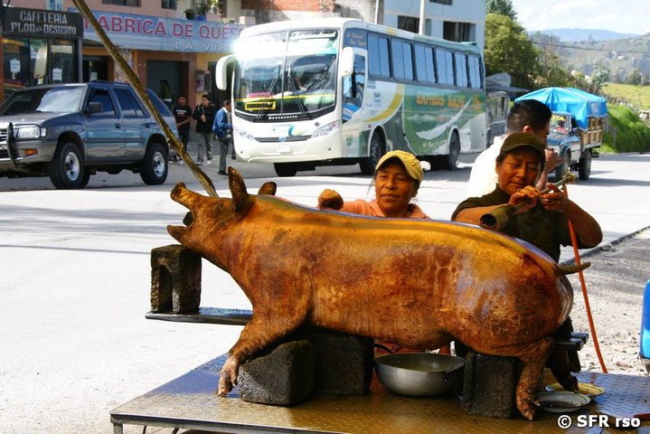Schwein in Ecuador
