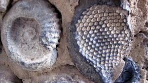 Fossilien in San Gil Kolumbien