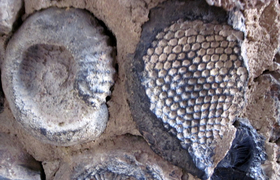 Fossilien in San Gil Kolumbien