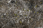 Baumwolle Gossypium darwinii Kapsel geöffnet Galapagos