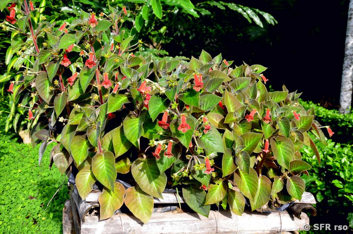 Kohleria (Gesneriaceae) in Ecuador