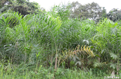 Palmito Palme und Pfirsich Palmen in Ecuador