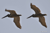Pelikan Flug Formation, Ecuador