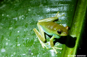 Frosch - Hylidae - auf Bananenblatt in Mindo in Ecuador