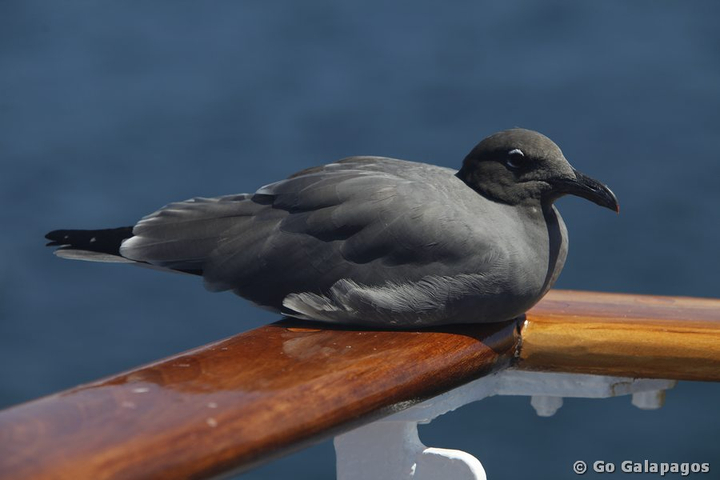 Noddi anous stolidus galapagensis auf Schiffsgeländer Galapagos