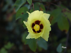 Blüte Ecuador