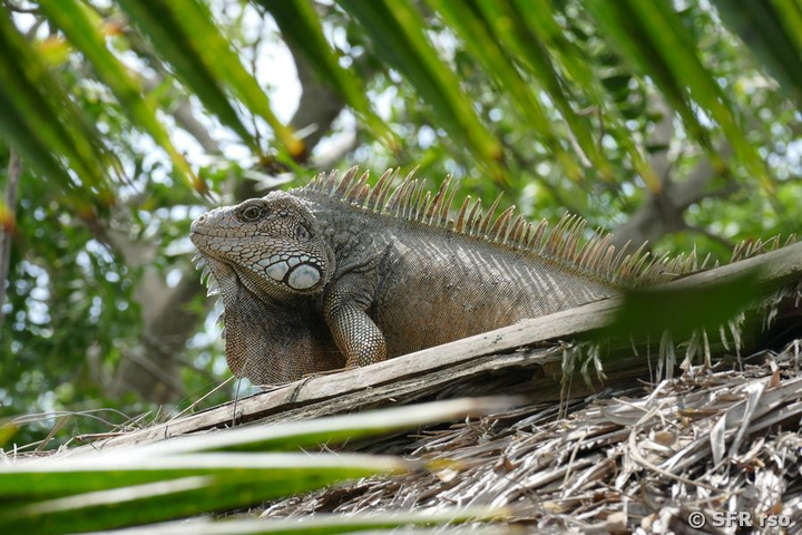 Gruener Leguan in Ecuador