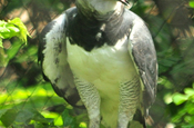 Harpie in Ecuador