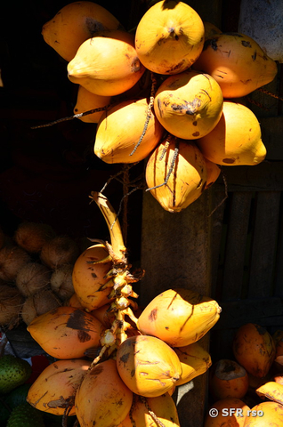 Kokosnüsse gelb in Ecuador