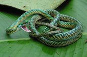 Leptophis Ahaetulla green parrot snake in Ecuador
