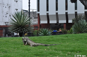 Leguan im Parque Historico Guayaquil, Ecuador