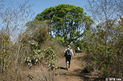 Waschnussbaum Jaboncillo sapindus saponaria am Galapagos