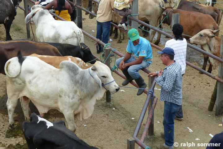 Zebu auf Viehmarkt in Ecuador