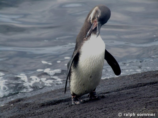 Humboldt Pinguin Spheniscus homboldti sich putzend Galapagos
