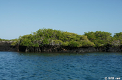 Rote Mangroven in Las Tintoreras, Galapagos