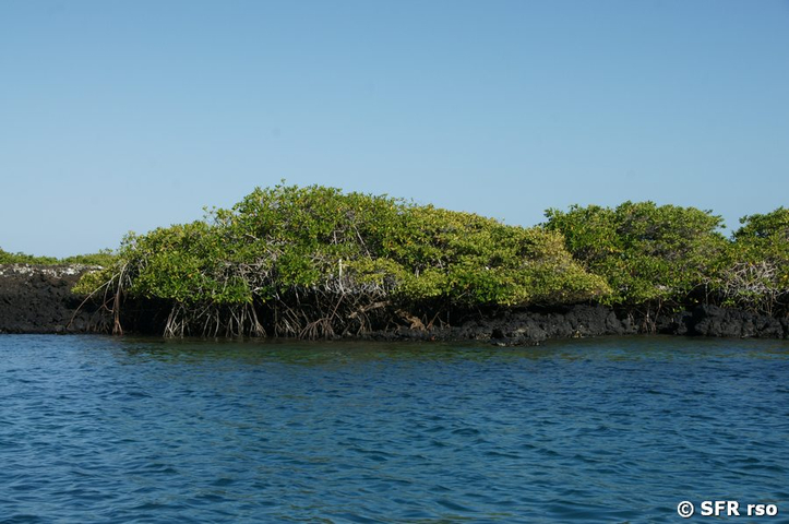 Rote Mangroven in Las Tintoreras, Galapagos