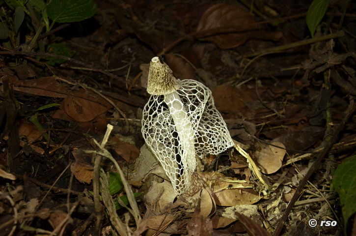 Schleierpilz Dictyophora in Ecuador
