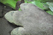 Tapirfuss Unpaarhufer in Ecuador
