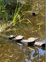 Wasserschildkröten Urwald Sacha Lodge Ecuador