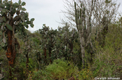 Baumopuntien und Kandelaber Kakteen, Galapagos