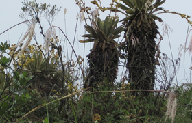 Frailejon espeletia pycnophylla im Purace Park Kolumbien