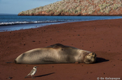 Spottdrossel und Seelöwe auf rotem Sandstrand, Galapagos